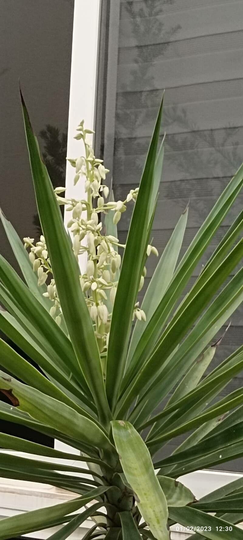 Yucca aloifolia