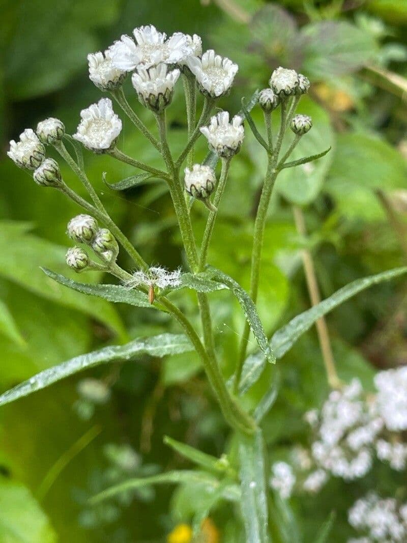 Achillea ptarmica