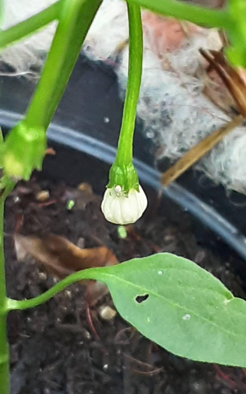 Capsicum frutescens