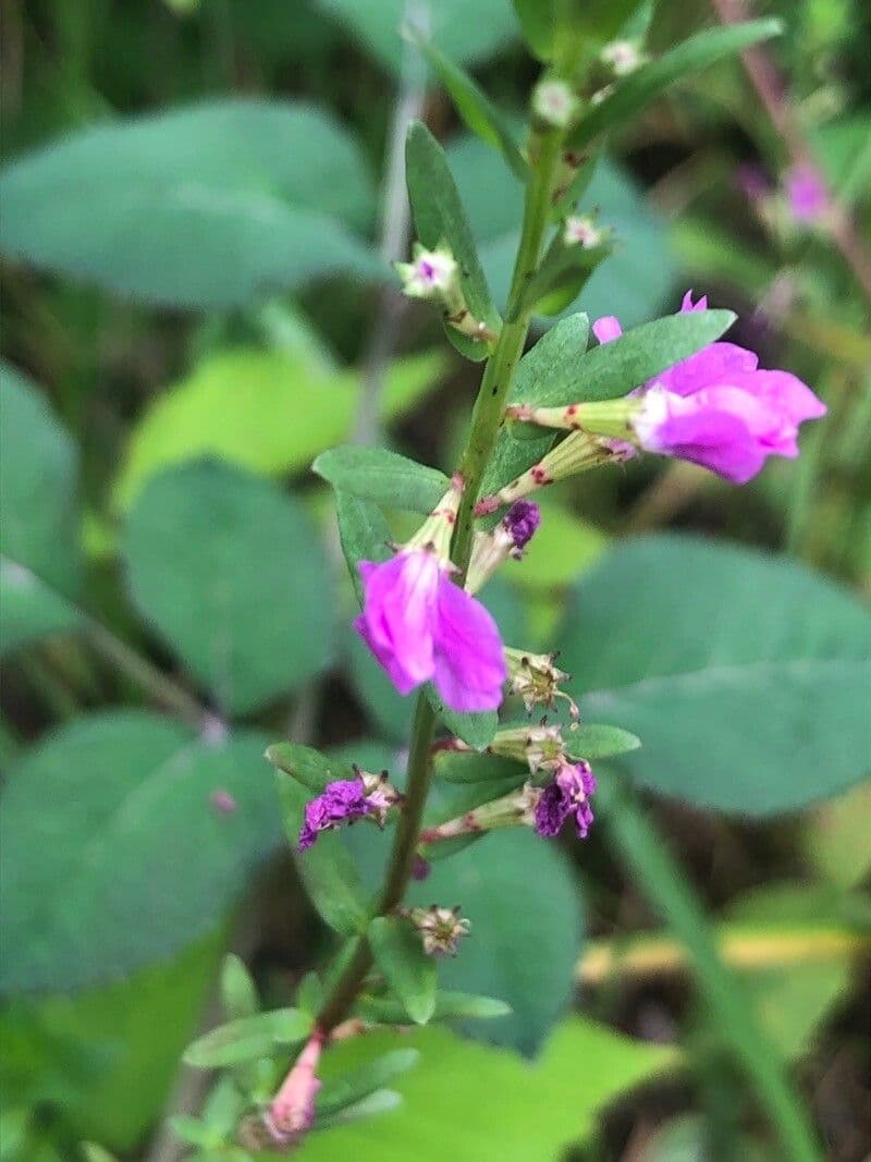 Lythrum junceum