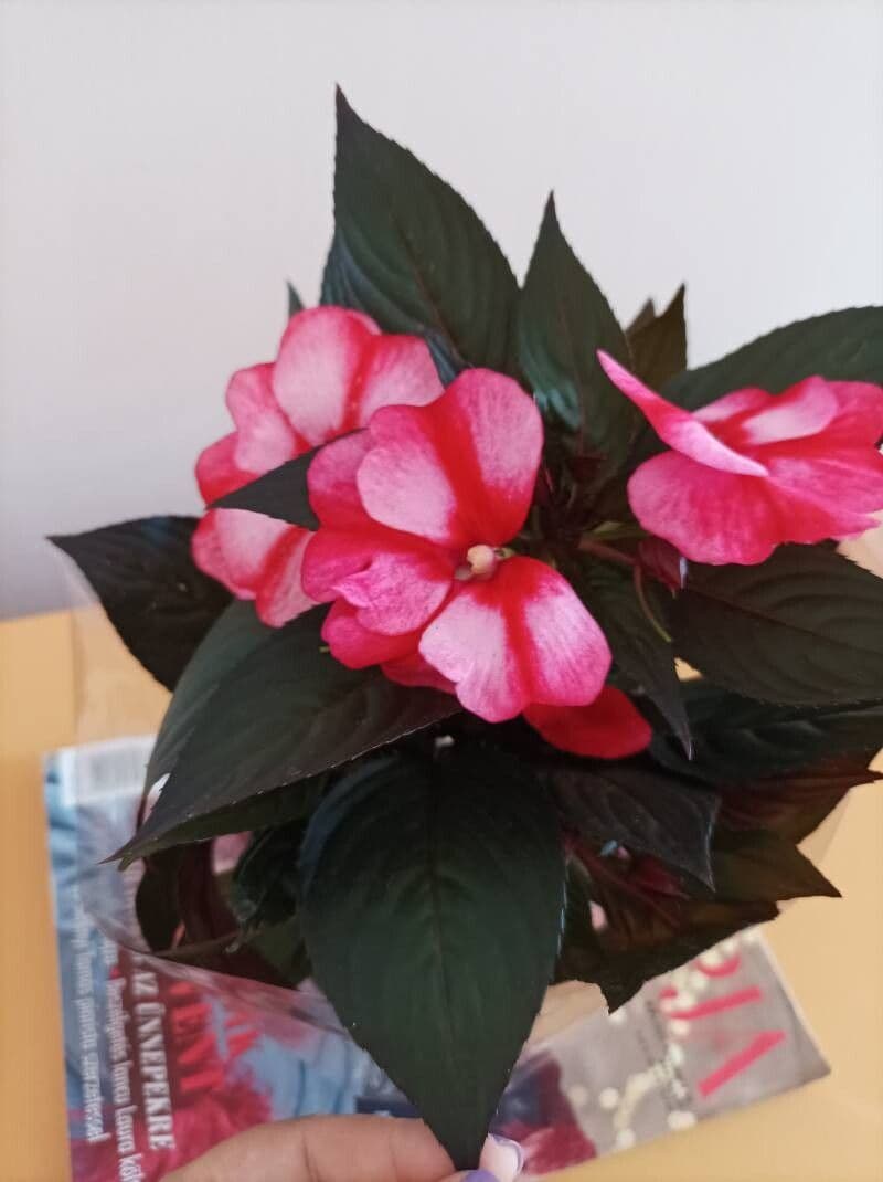 Impatiens hawkeri