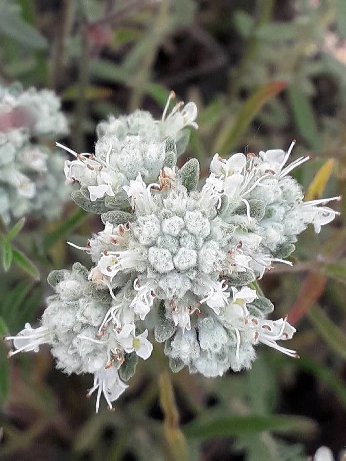 Teucrium polium