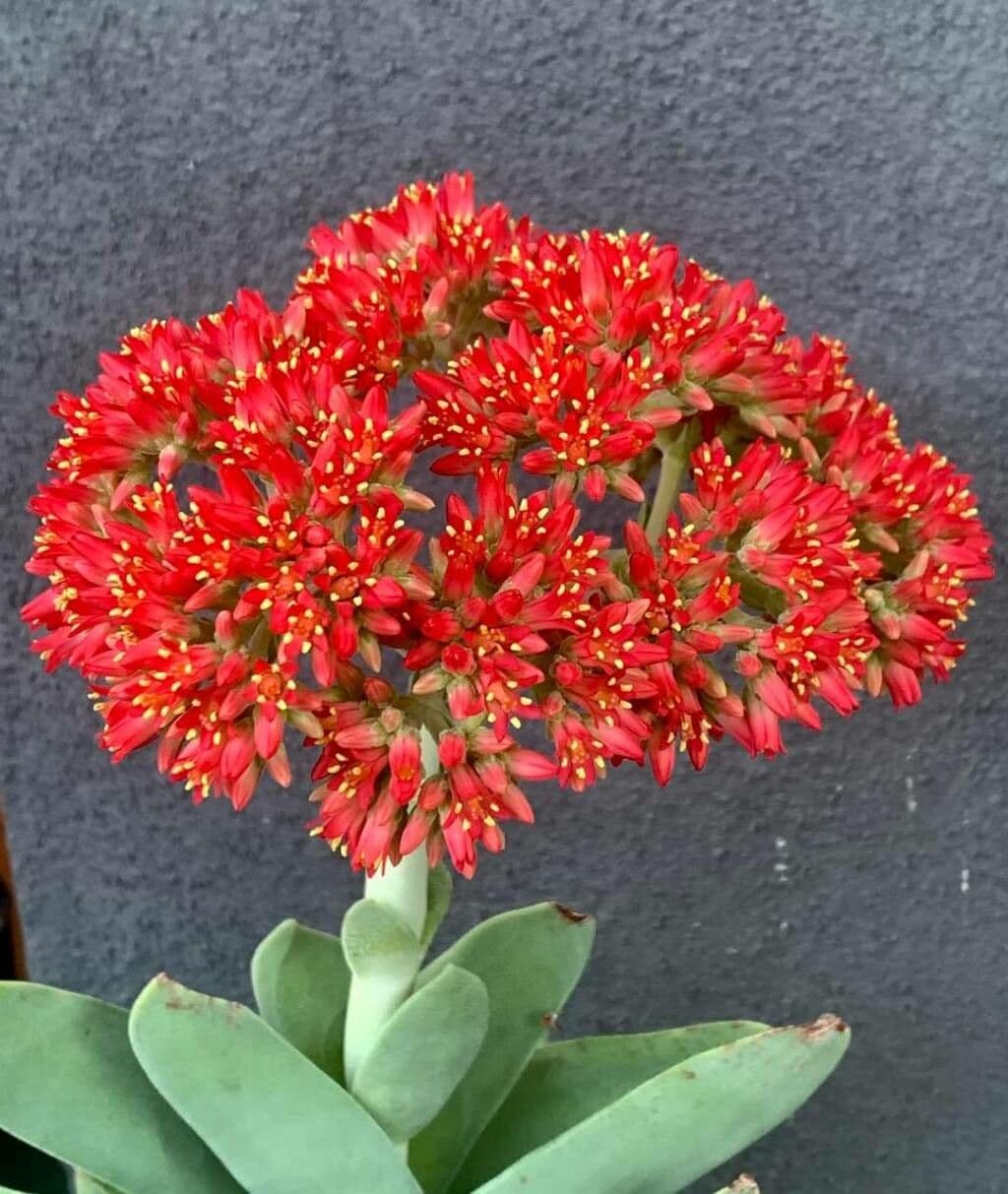 Crassula perfoliata