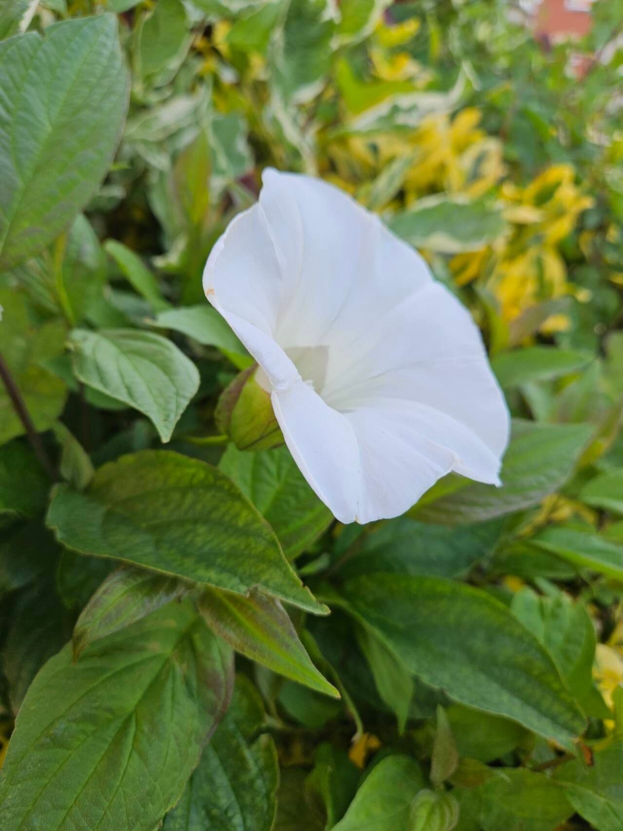 Calystegia silvatica