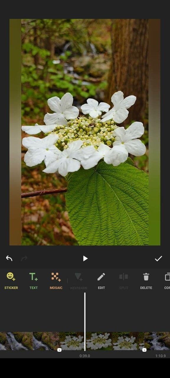 Viburnum lantanoides