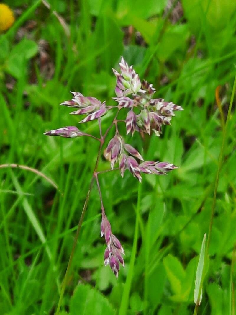 Poa alpina