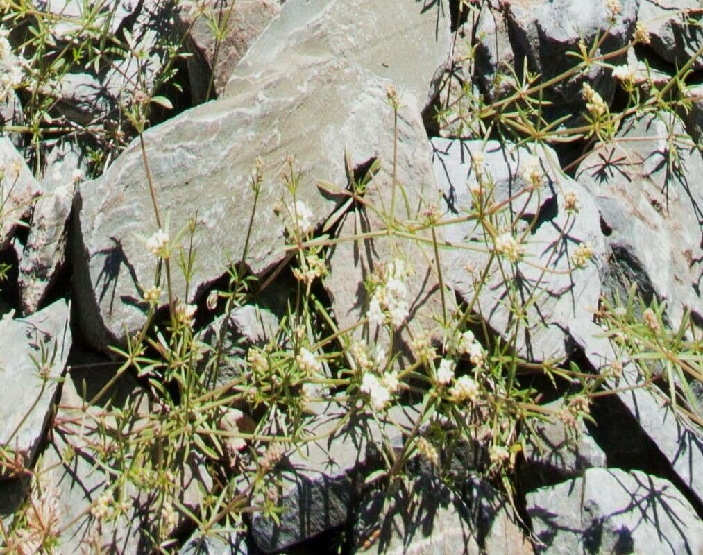 Galium debile