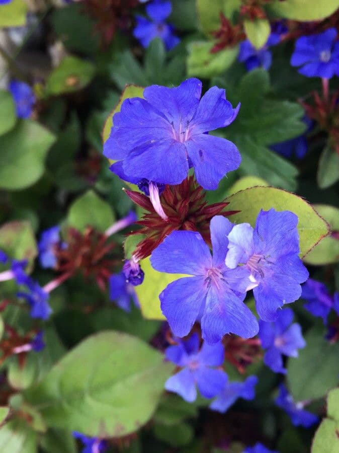 Ceratostigma plumbaginoides