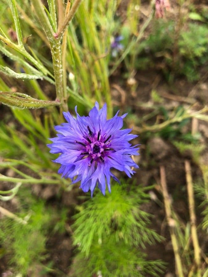 Centaurea cyanus