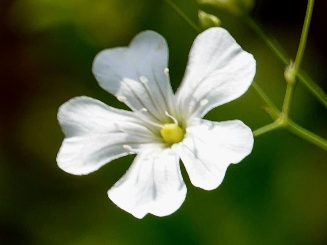 Gypsophila elegans