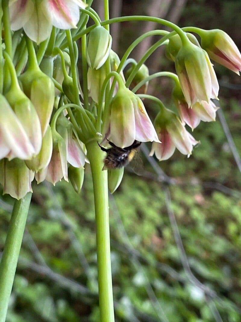 Allium siculum