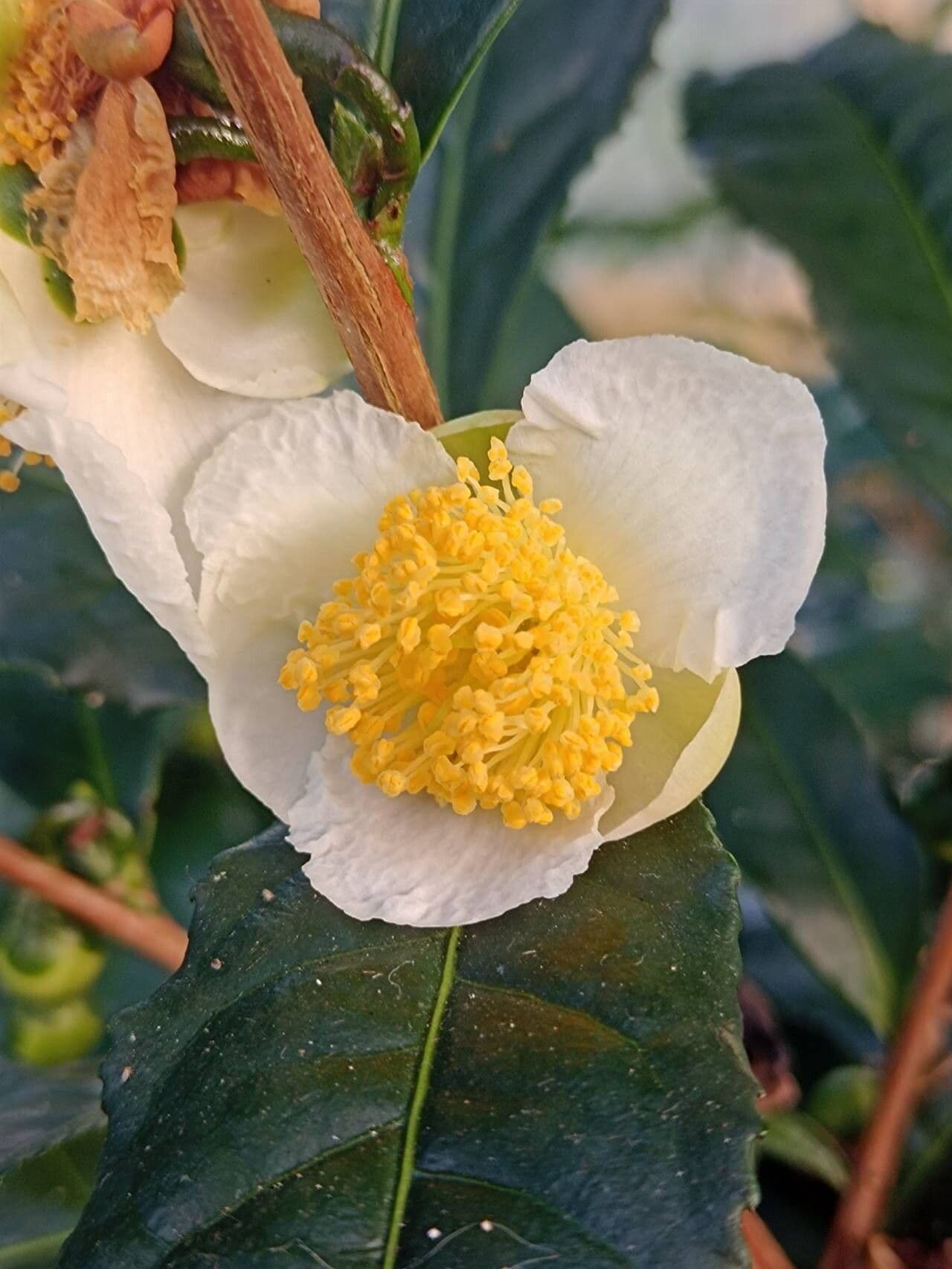 Camellia sinensis