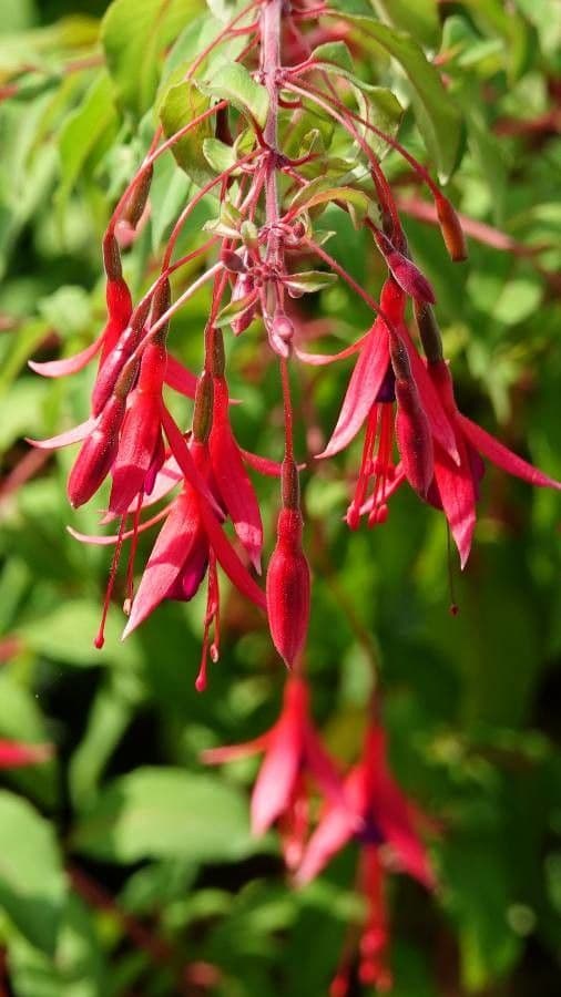 Fuchsia magellanica