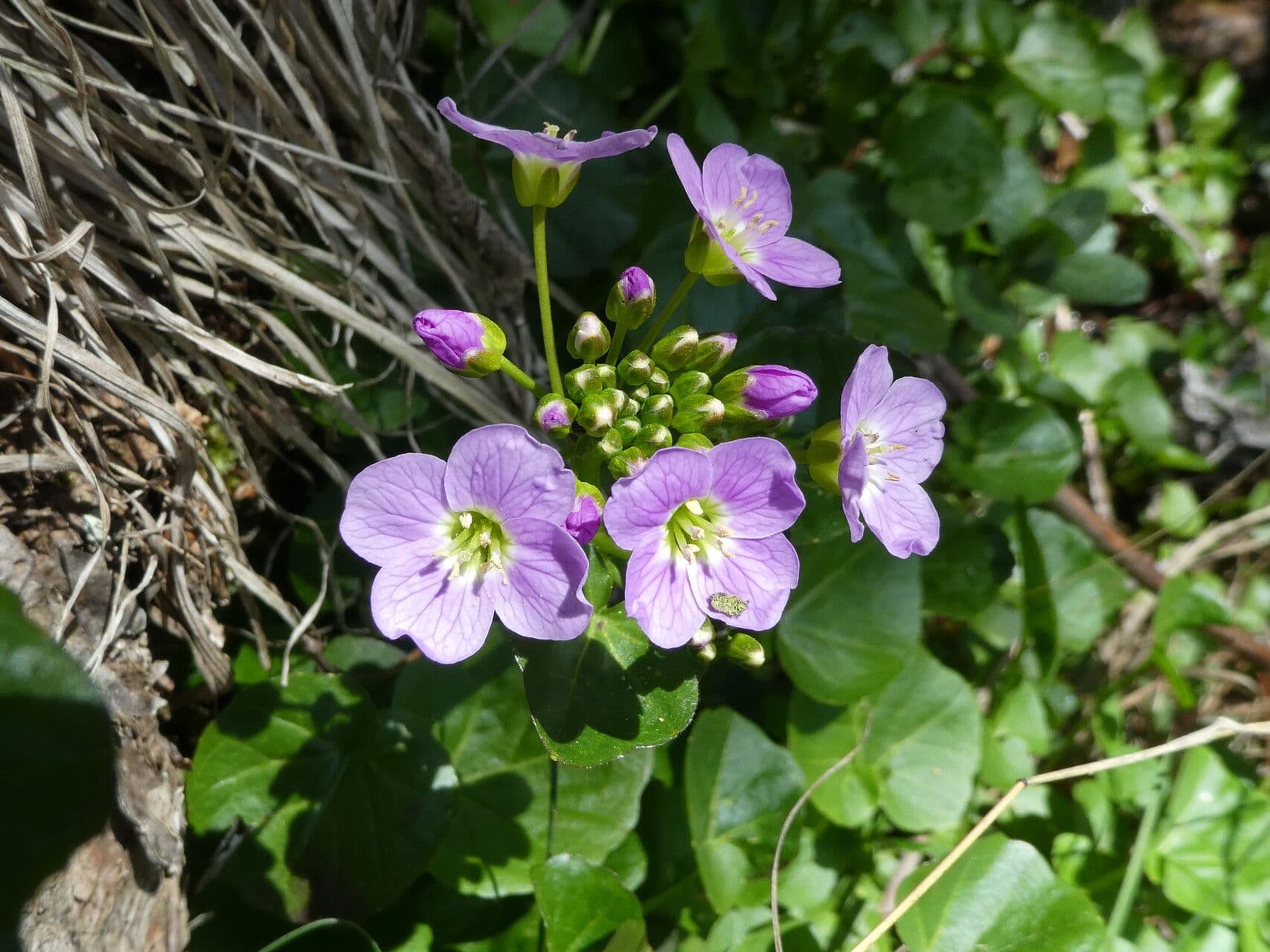 Cardamine raphanifolia