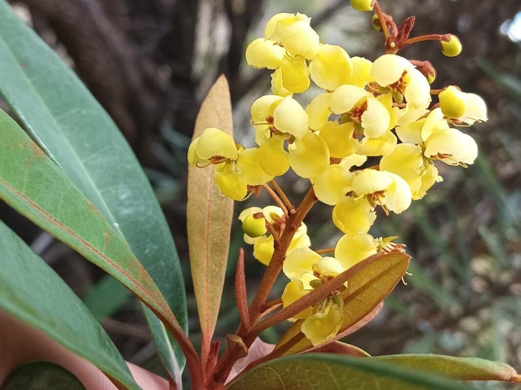 Acridocarpus austrocaledonicus