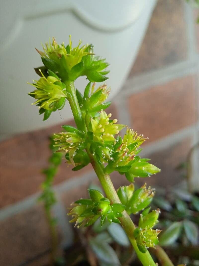 Lenophyllum acutifolium