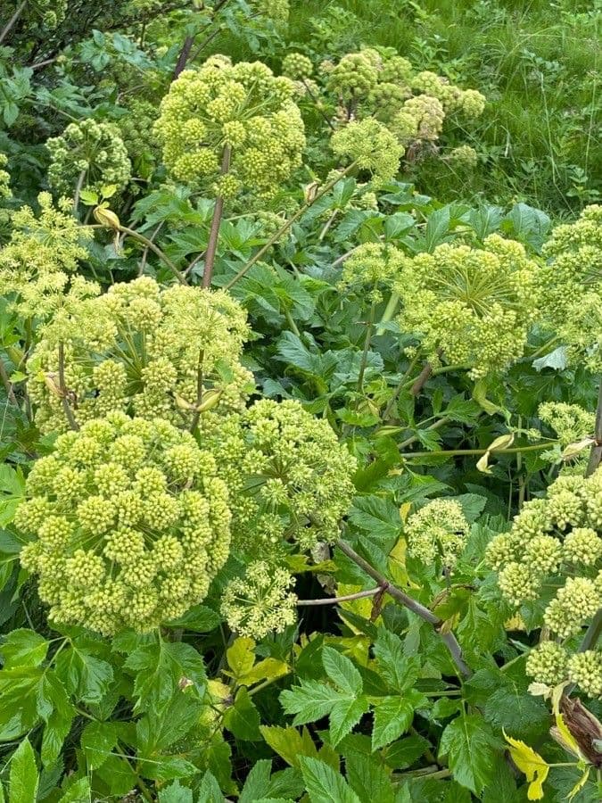 Angelica archangelica