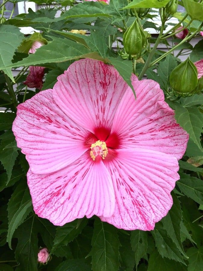 Hibiscus moscheutos