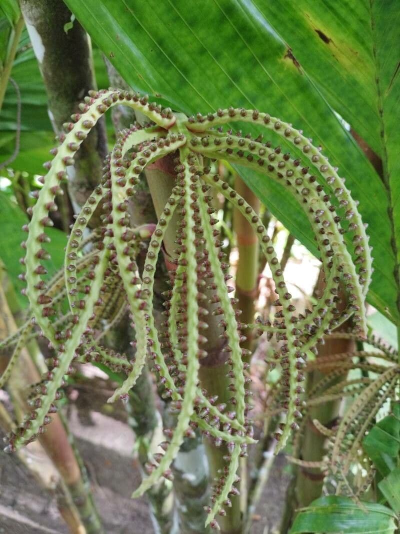 Hyospathe elegans