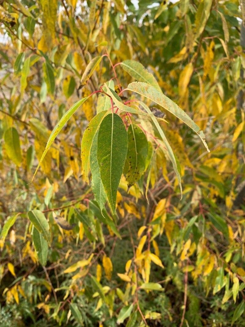 Salix amygdaloides