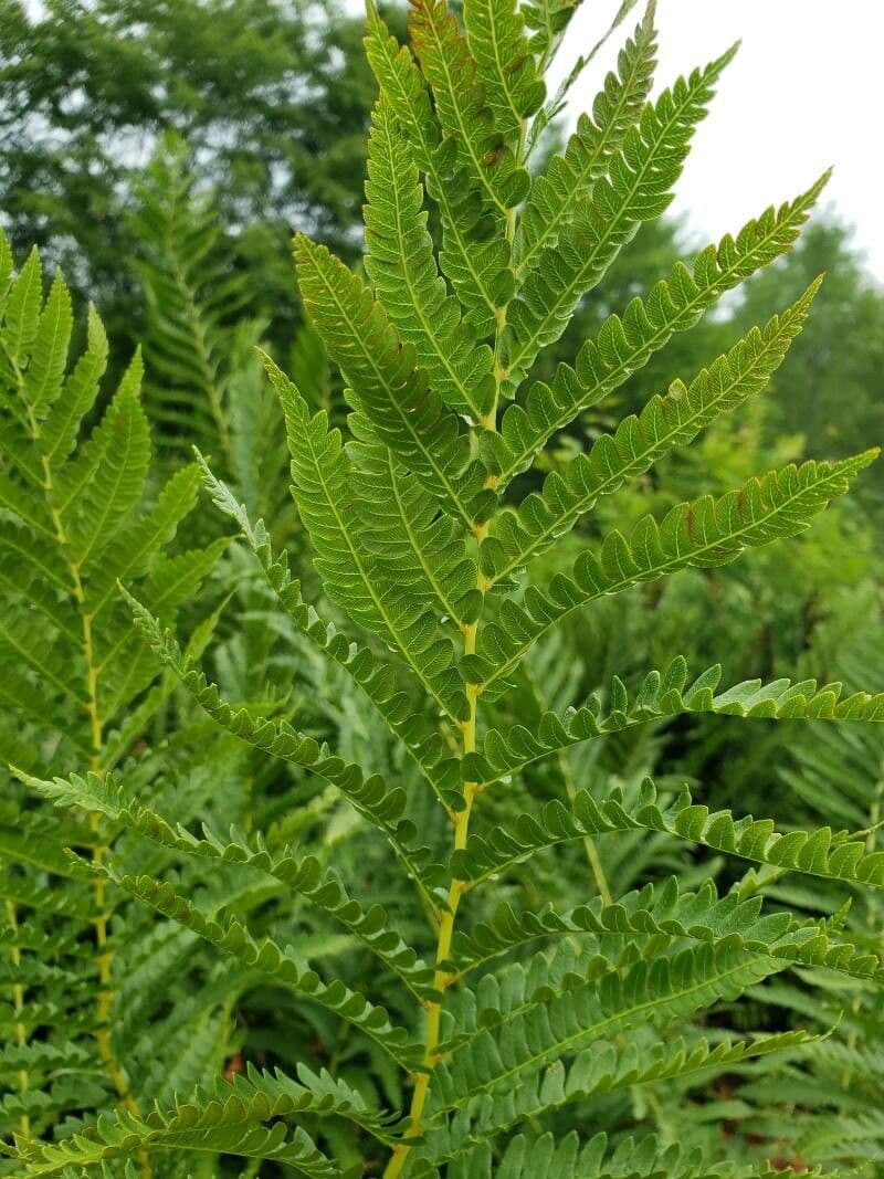 Osmundastrum cinnamomeum