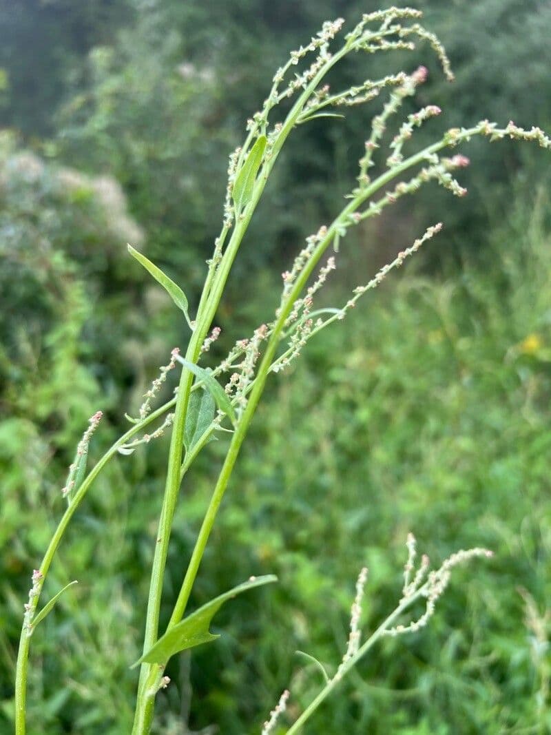 Atriplex micrantha