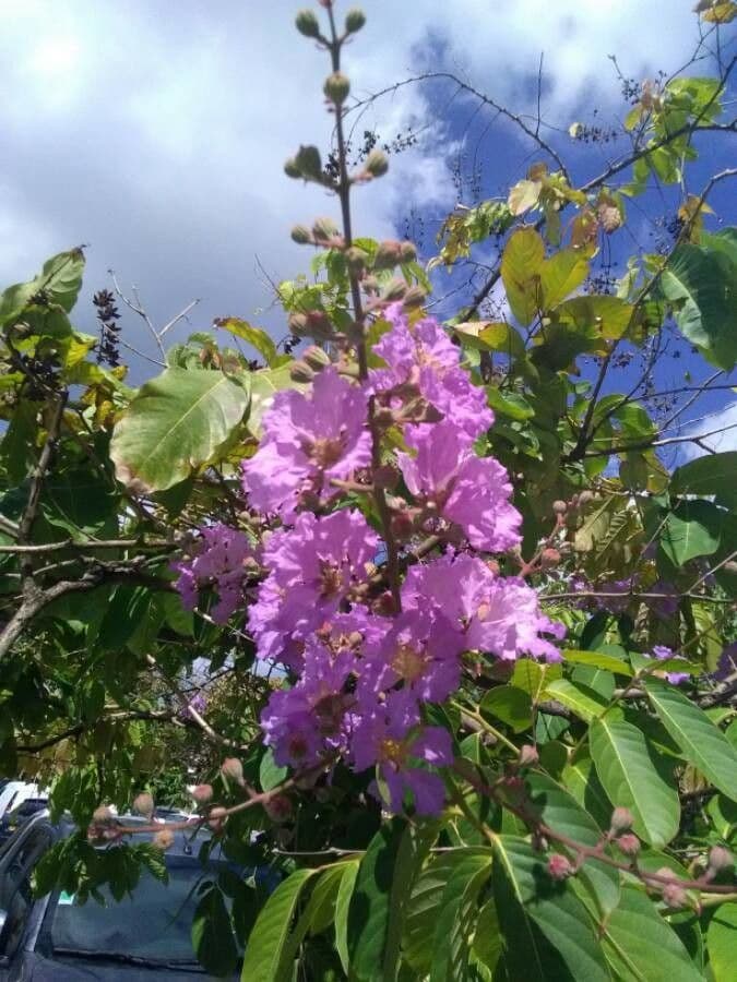 Lagerstroemia indica