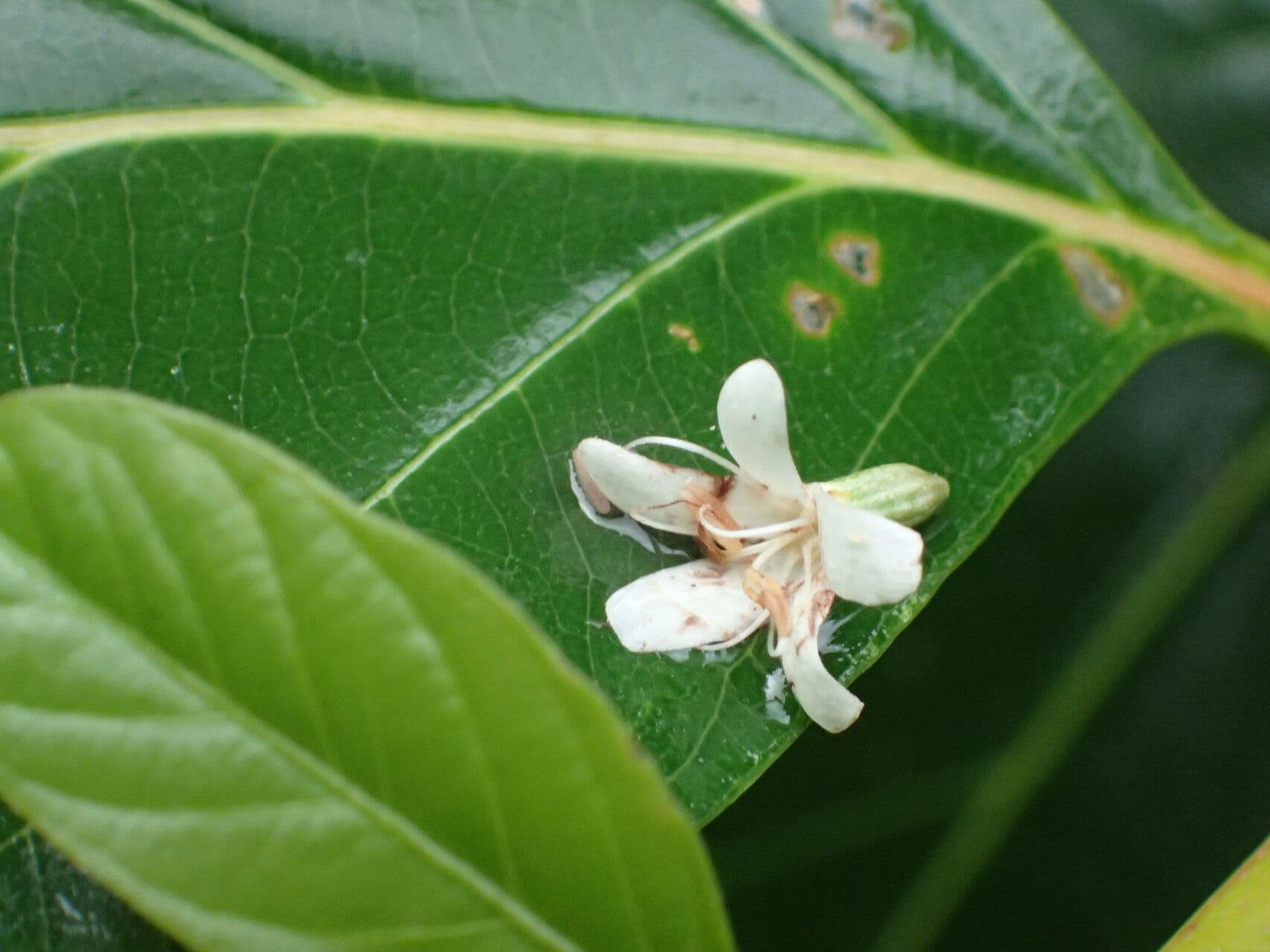 Cordia alliodora