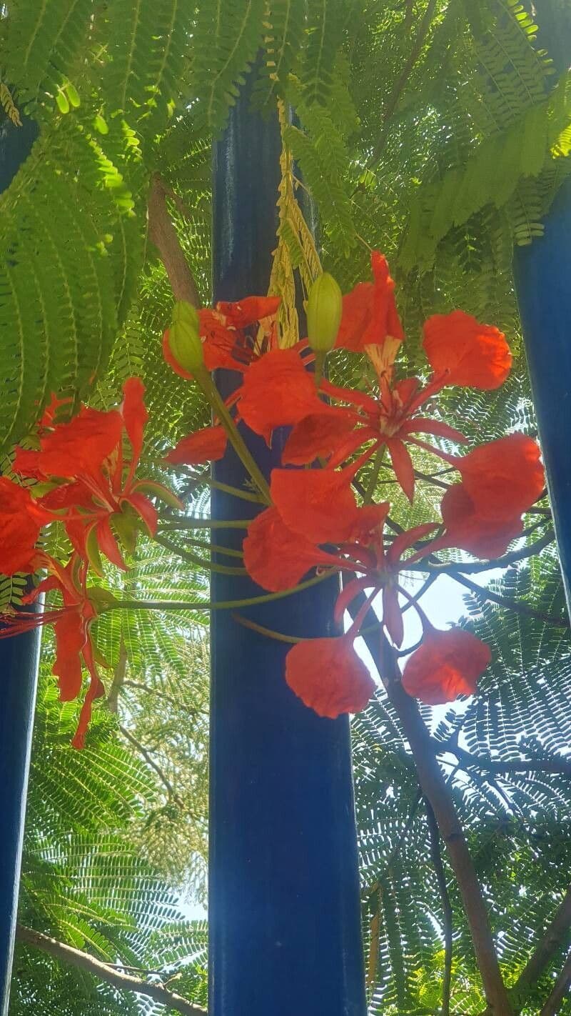 Delonix regia