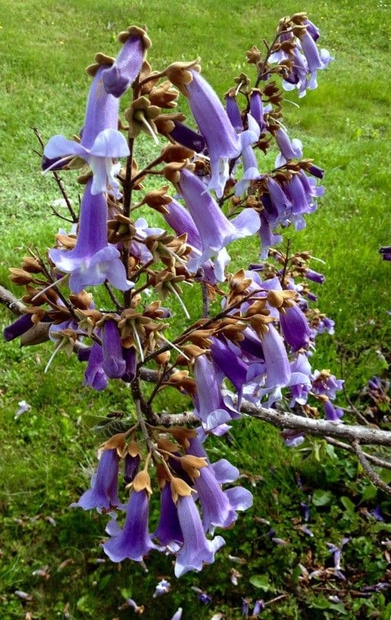 Paulownia tomentosa