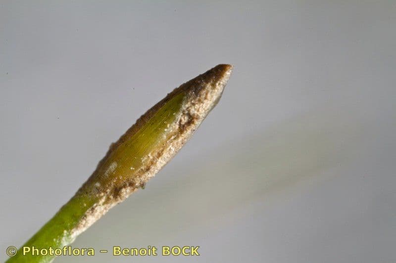 Eleocharis parvula