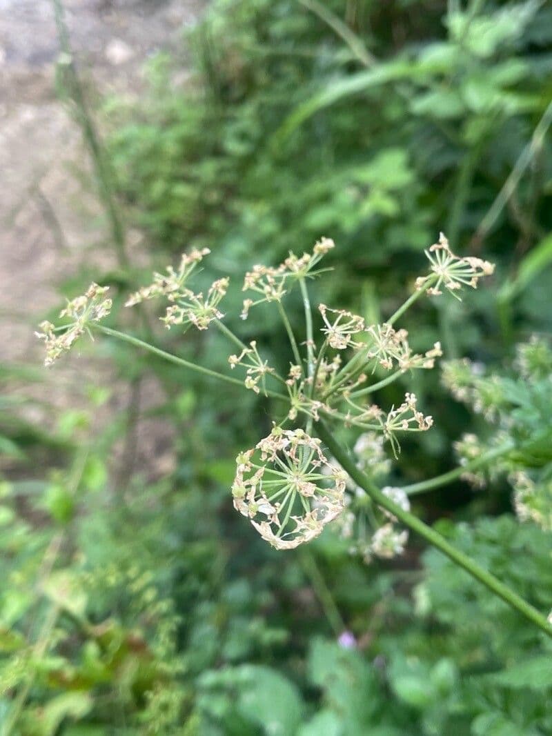 Oenanthe crocata