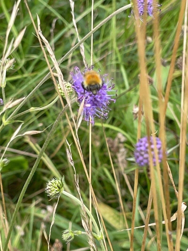 Succisa pratensis