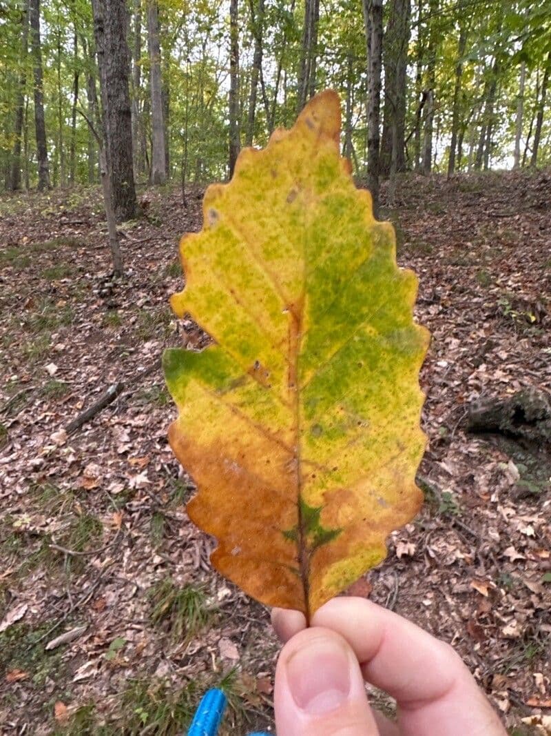 Quercus michauxii