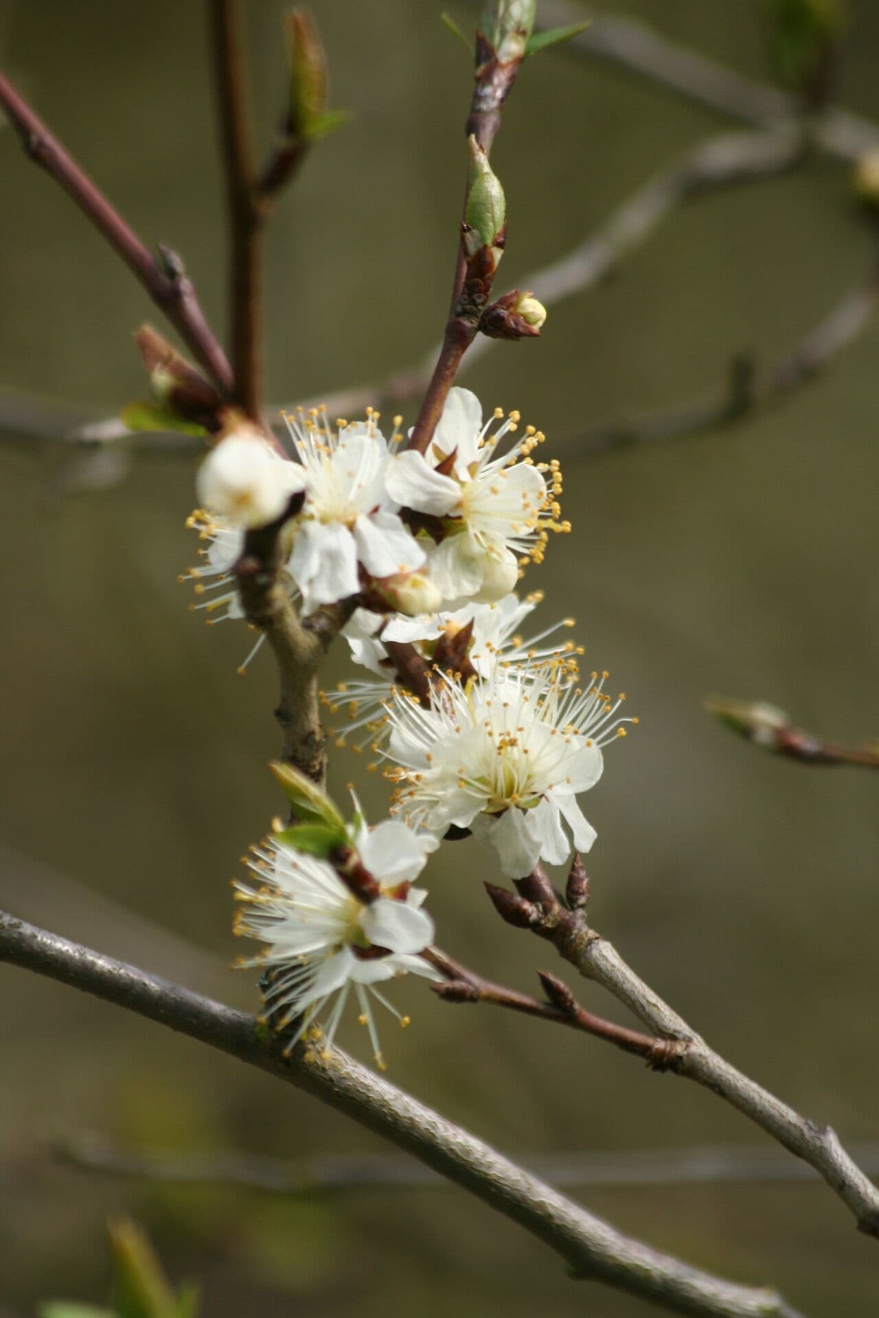 Prunus brigantina