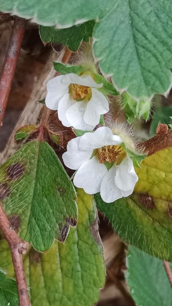 Potentilla sterilis