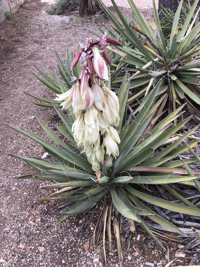 Yucca baccata