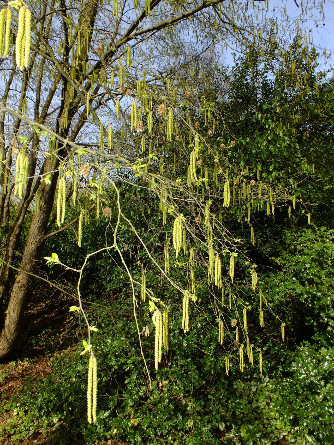 Ostrya carpinifolia