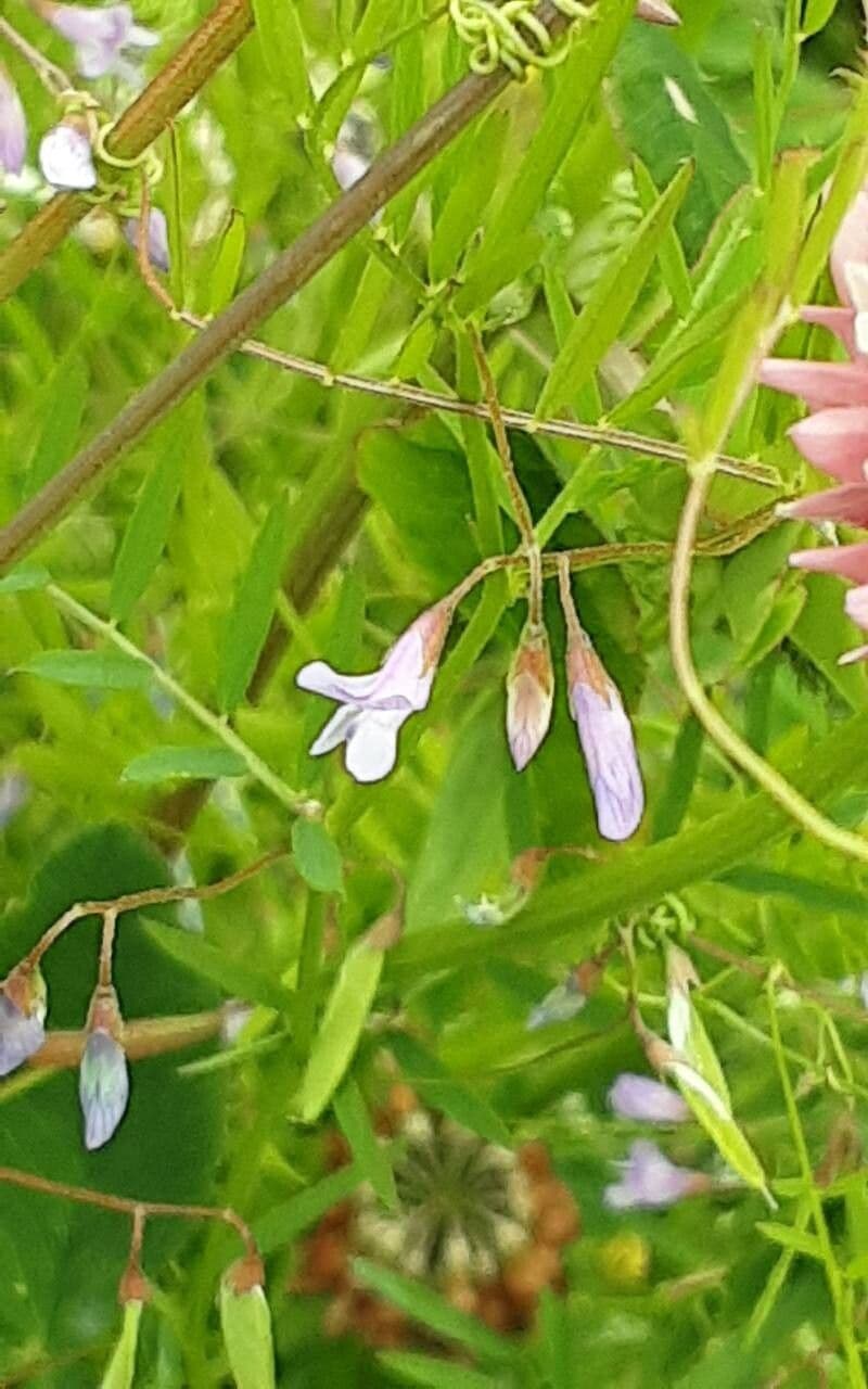 Vicia tetrasperma