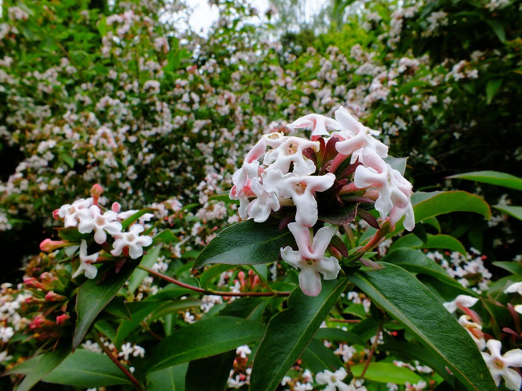 Zabelia triflora