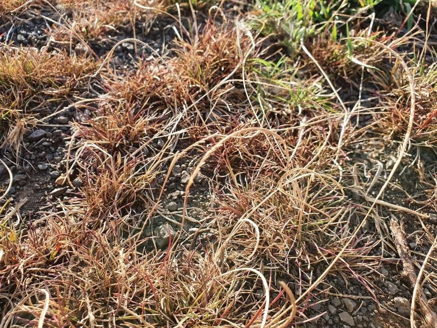 Microchloa kunthii