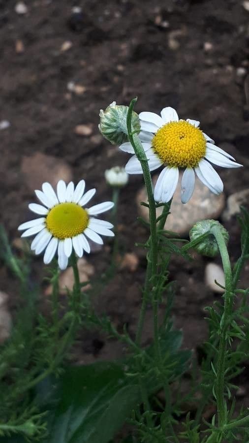 Chamaemelum nobile