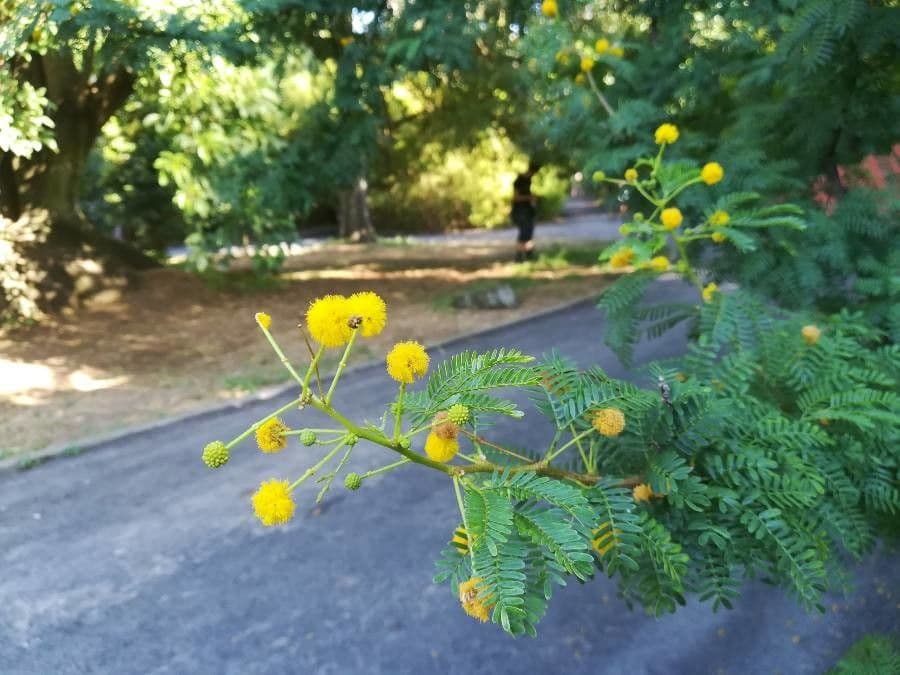 Vachellia farnesiana