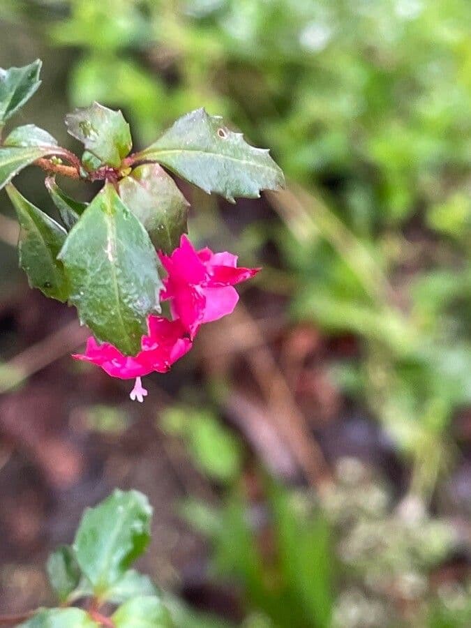 Fuchsia microphylla