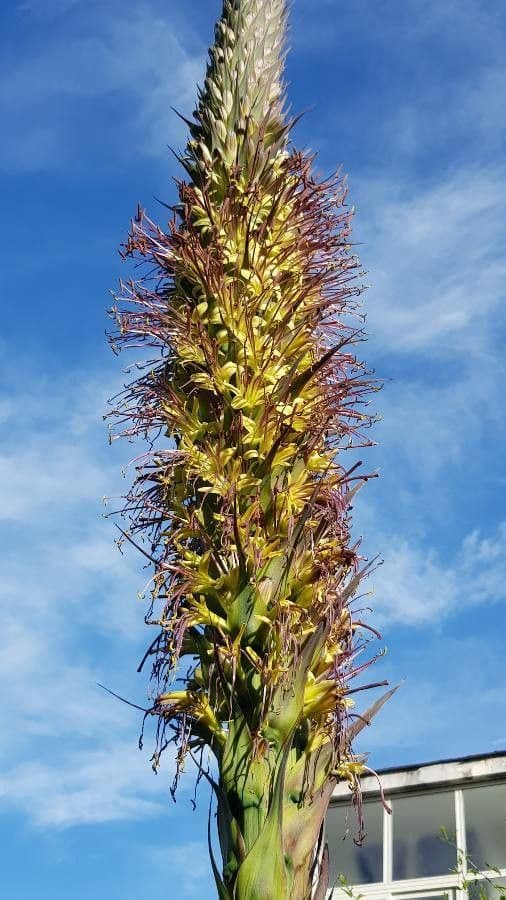 Agave lechuguilla