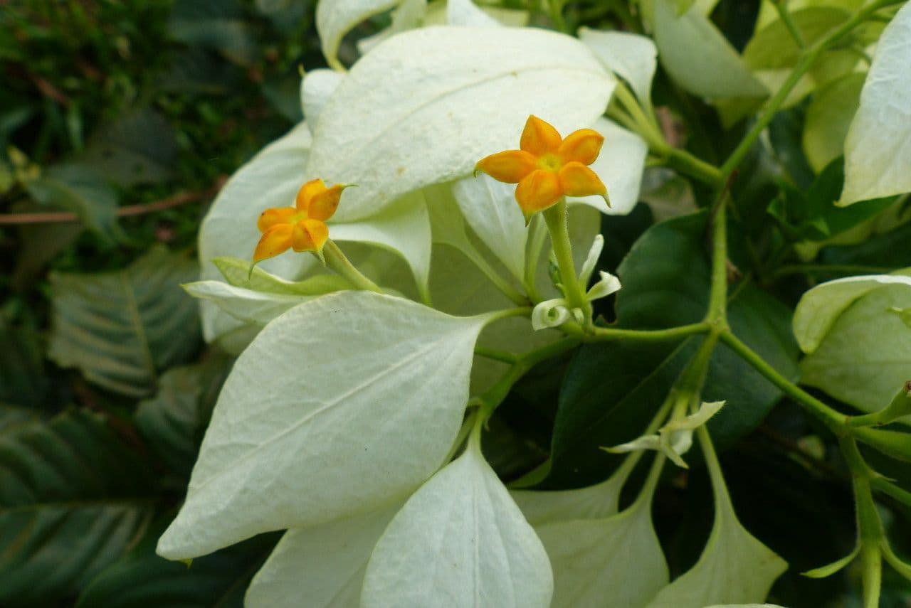 Mussaenda philippica