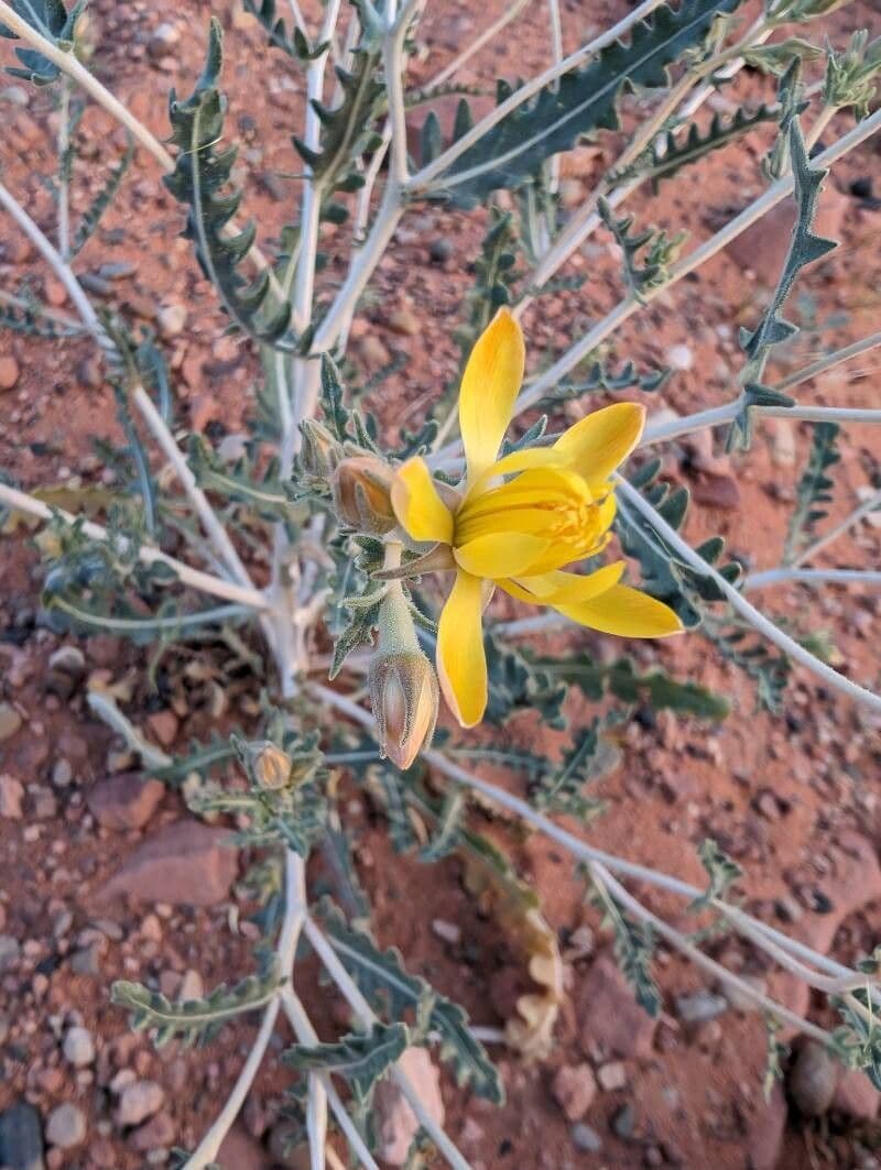 Mentzelia multiflora