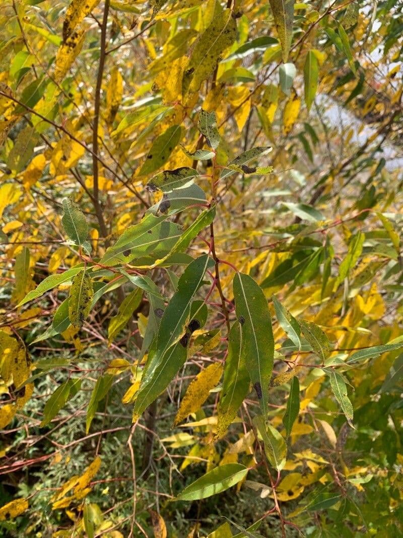 Salix amygdaloides