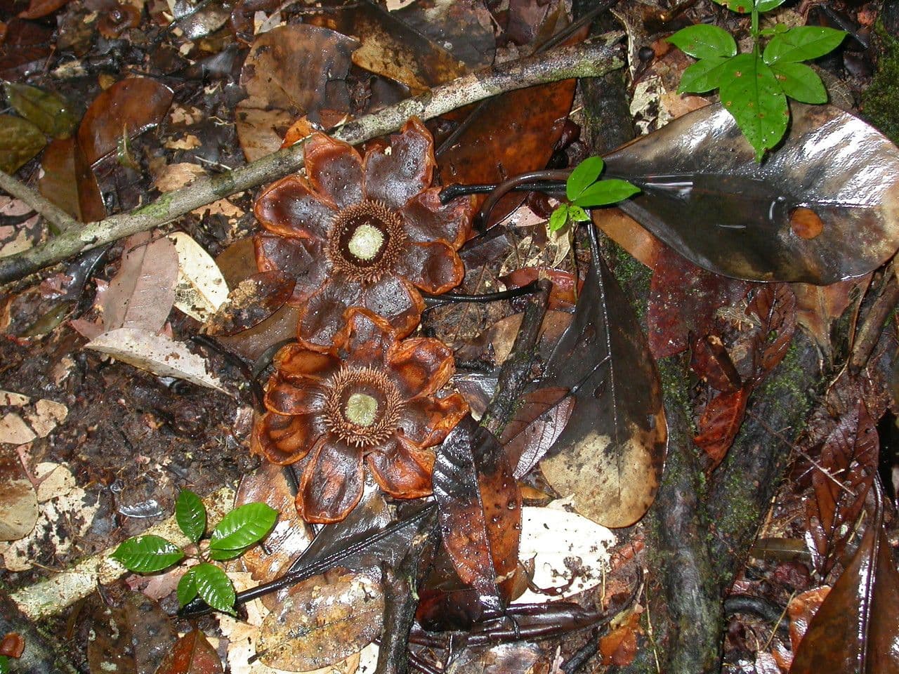 Clusia grandiflora