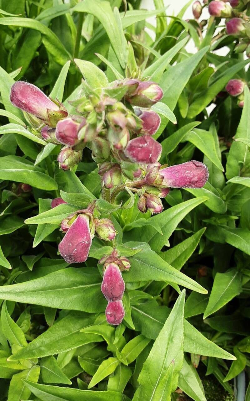 Penstemon hartwegii